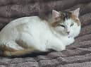 Lulu the cat has been missing for eight weeks