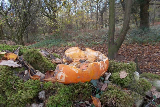 Dumping punpkins in the countryside does more harm than good to wildlife, experts say