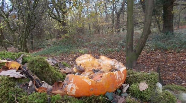Dumping punpkins in the countryside does more harm than good to wildlife, experts say