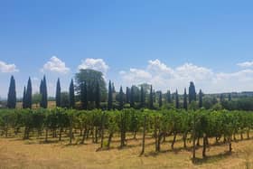 Smashing the social glass ceiling: wine tasting in Tuscany