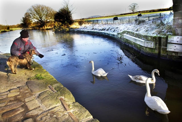 The cold snap couldn't stop swans on the canal at Haigh finding an unfrozen stretch and attracting the attention of George Bateson with his dog Max on Monday 6th of January 2003.