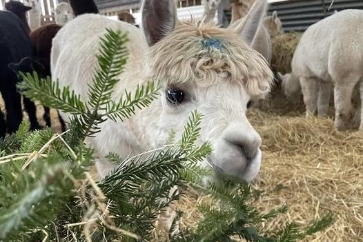 Alpacas and goats dine on donated Christmas trees in adorable recycling scheme at farm
