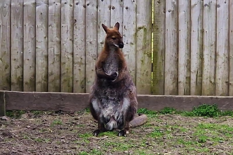 A bennetts wallaby at Wild Discovery, Ribby Hall Village