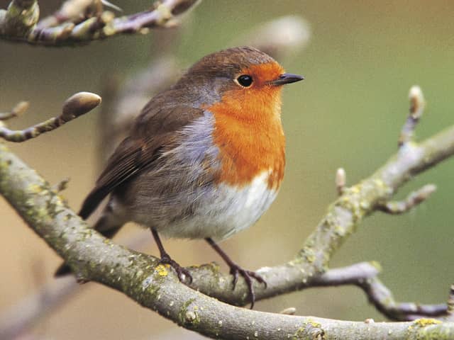 Robin on a magnolia tree. Photo: Andy Hay (rspb-images.com)