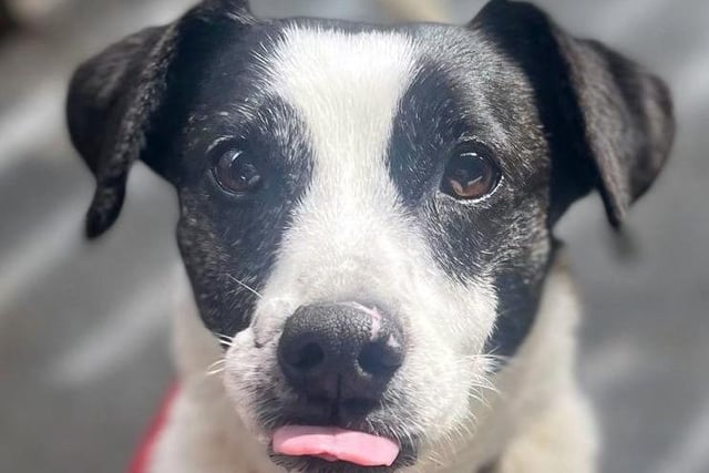 A nine year old castrated male Jack Russell, Jack needs a new home following his owner passing away. After not getting on with another dog it is ideal to go to a home with no other pets.