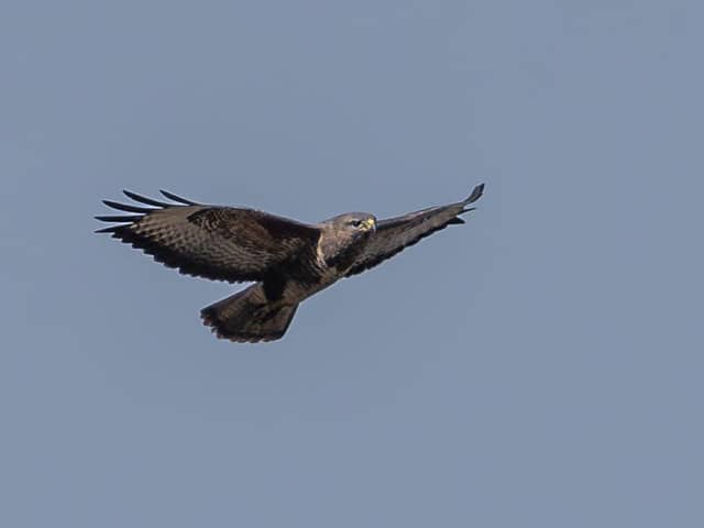 The Buzzard