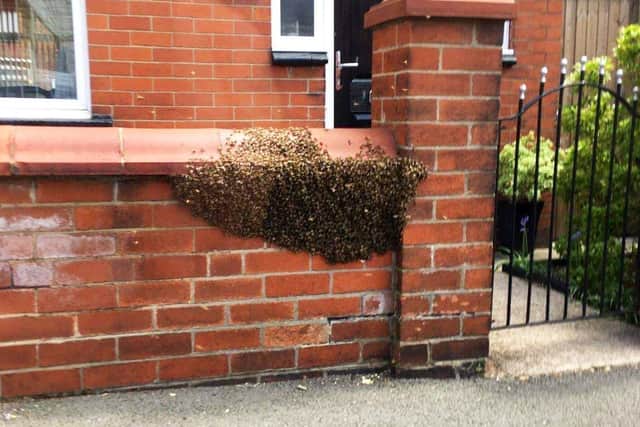 The bees outside the Freemans' home