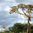 Giant hogweed