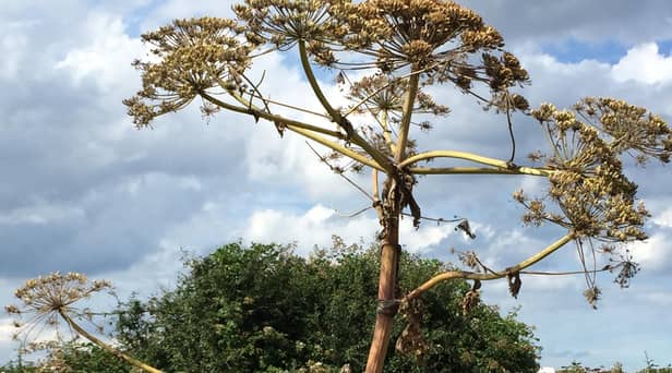 Giant hogweed
