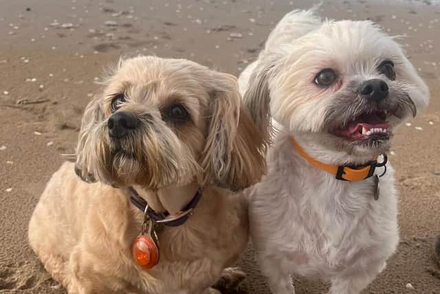 Pictured Maggie, Shweenie (darker), and Sid, White Malshi (lighter). This heroic pup is now able to play with her best friend again after suffering a spinal stroke and being told she may never use her back legs again