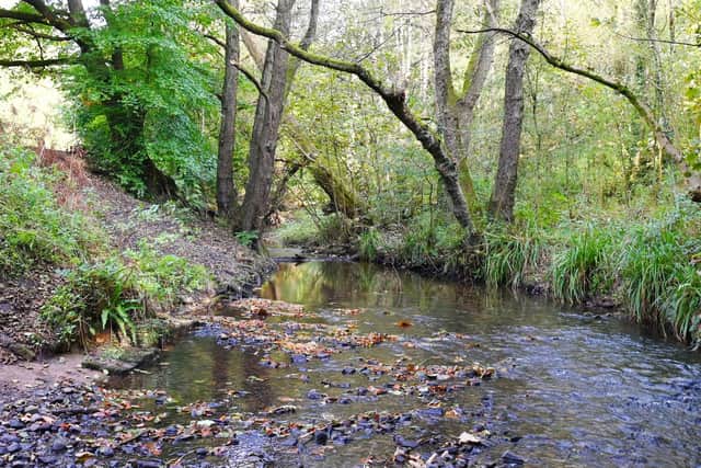 Borsdane Wood, Local Nature Reserve, Hindley.
