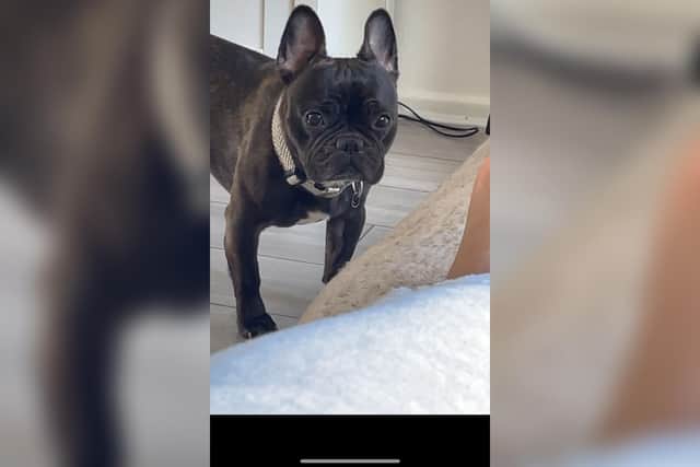 Milo, a male French bulldog, has been missing since last Saturday