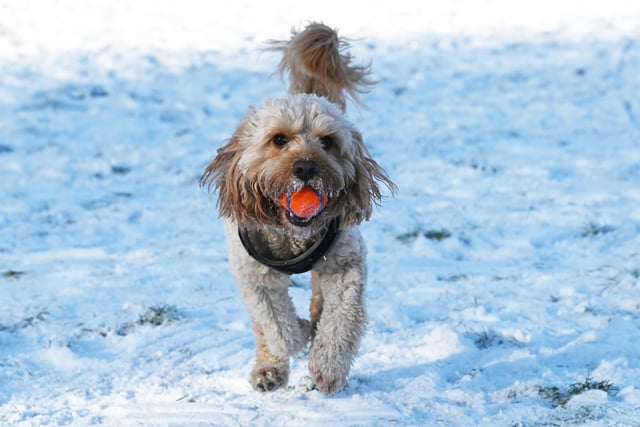 Wigan snow scenes - People make the most of the winter weather as snow falls on Mesnes Park, Wigan.