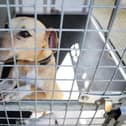 Lisa Nandy says the laws protecting animals should be toughened: not weakened as is the case with the current government