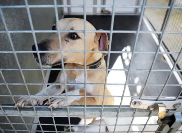 Lisa Nandy says the laws protecting animals should be toughened: not weakened as is the case with the current government