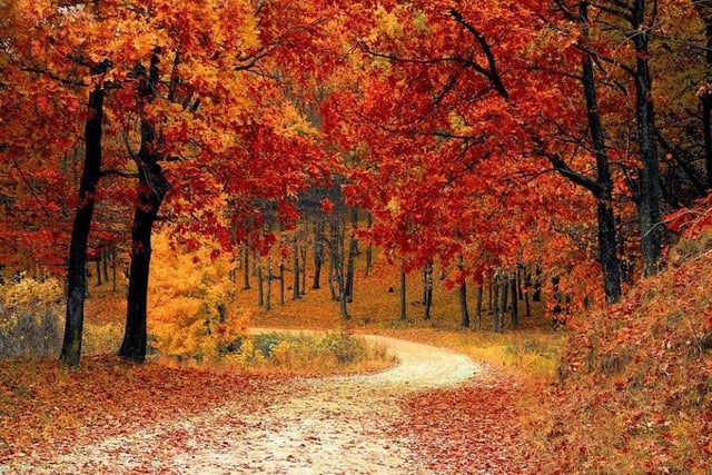 Autumn is the most beautiful season for colours. Take a walk in the woods and breathe in your surroundings.