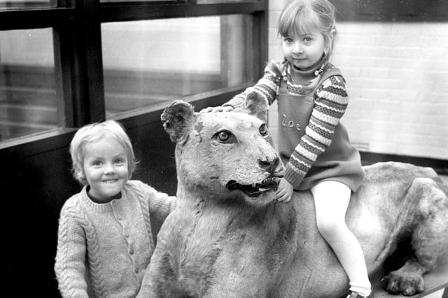 1979 -  A model of a lioness at Shevington juniors.jpeg