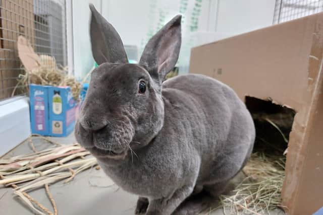 Bobby the rabbit is searching for a new home