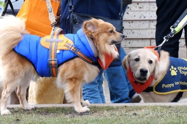 Around 80 dogs turned up to say goodbye to terminally ill guide dog Ian, who had a special final walkies on Blackpool Promenade