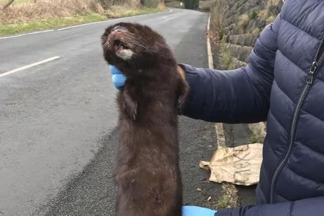A retired lecturer found a dead mink on a walk in countryside near Chorley. The man who wished to remain anonymous was walking along the Heapey Reservoir when he came across what he originally thought to be a dead cat. When curiosity got the better of him, he went back for a closer inspection and was shocked at what he found. He contacted the local authorities but was met with no response and eventually buried it in local woodland