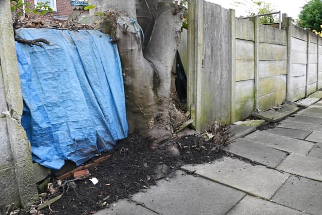 A large tree is causing concern as the tree roots are pushing up the path in the alleyway behind the houses.