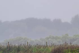 Misty Morning