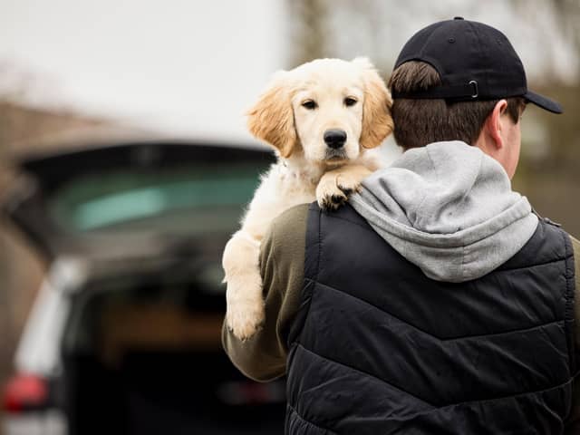 Dog thefts 2022: 17 most stolen dog breeds in the UK including Labradors, Cocker spaniels, Pugs & Huskies 