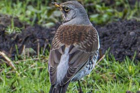 The Feildfare