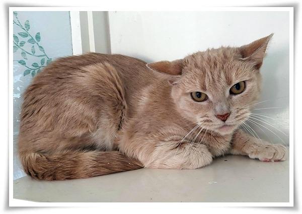 Six year old Female Maine Coon type. Ripper is looking for a new home as her owner sadly passed away. Little is known about her history other than she did live with another cat (Hotshot) and a dog. She is a little stand-offish at first but can be handled without any concerns.