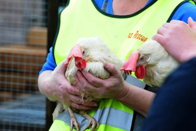 Birds have had to be culled in the Wigan area following a bird flu outbreak at the beginning of the year