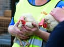 Birds have had to be culled in the Wigan area following a bird flu outbreak at the beginning of the year