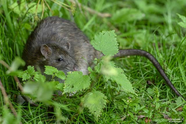 Graham Workman: the brown rat – a friend or foe?
