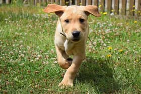 Dogs Trust has warned that even mild temperatures can affect animals