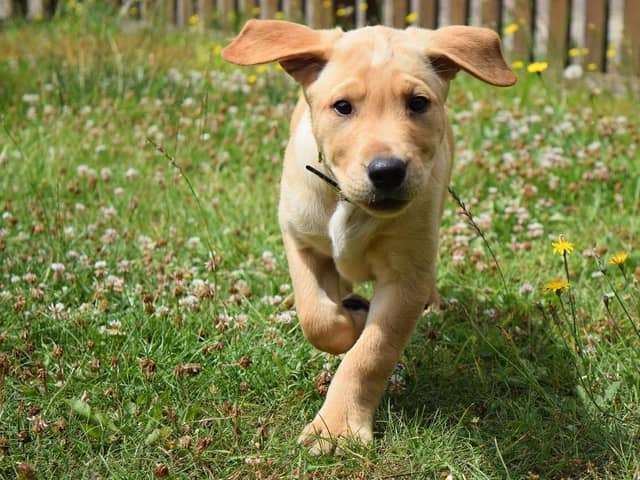 Dogs Trust has warned that even mild temperatures can affect animals