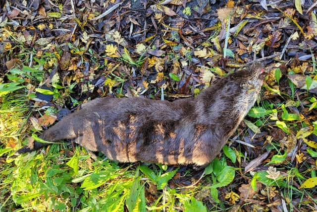 GRAPHIC IMAGE of dead otter found off Slag Lane, Leigh