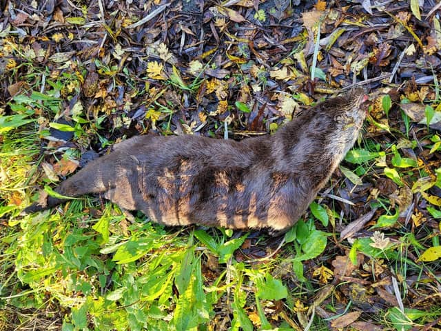 GRAPHIC IMAGE of dead otter found off Slag Lane, Leigh