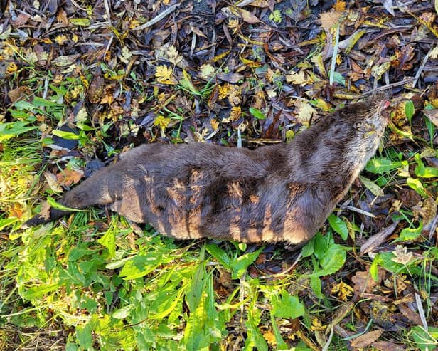 GRAPHIC IMAGE of dead otter found off Slag Lane, Leigh