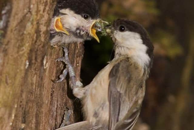 A rescue plan is being put together to boost willow tit numbers
