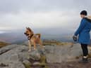Dog walkers have been urged to be more responsible in order to protect local wildlife