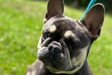 Approximately two to three year old female French Bulldog. Cherry came to the home as a stray so her background is unknown. She has damage to her right eye (cause unknown). She is used to being with another dog but can be a bit moody with people occasionally, though was fine for her vet checks. Homes with younger children would not be suitable.