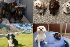 National Love Your Pets Day 2025