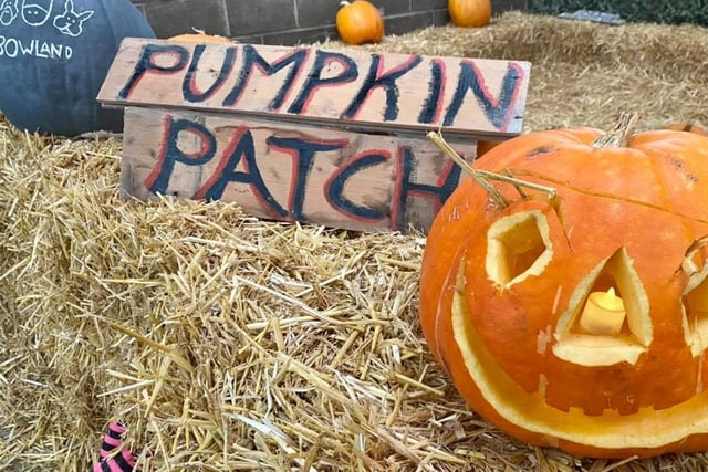 At Bowland Wild Boar Park, in Chipping, Preston, you can pick your own pumpkin and then carve it into a work of art at one of the Family Pumpkin Carving sessions. Dates: 23rd - 31st October. Telephone 01995 61075