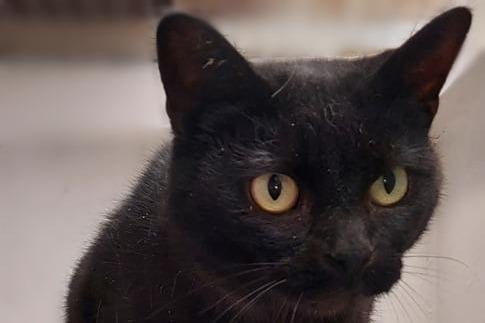 Approximately four years old, Georgia's owner was very unwell and unable to continue caring for her. While currently not comfortable with being handled, homes with young children