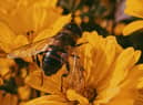 Bee the one to save wildlife!
