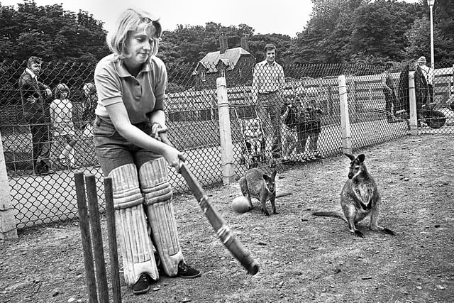Picture set up by photographer Frank Orrell as Julie Eckersley batting against the Wallabies at Haigh zoo during the Australian cricket team's tour of England in July 1975.