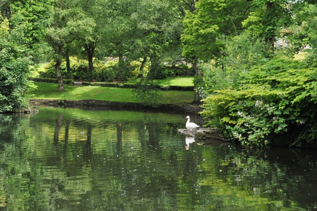 A serene, green, scene at the pond in Mesnes Park, Wigan.