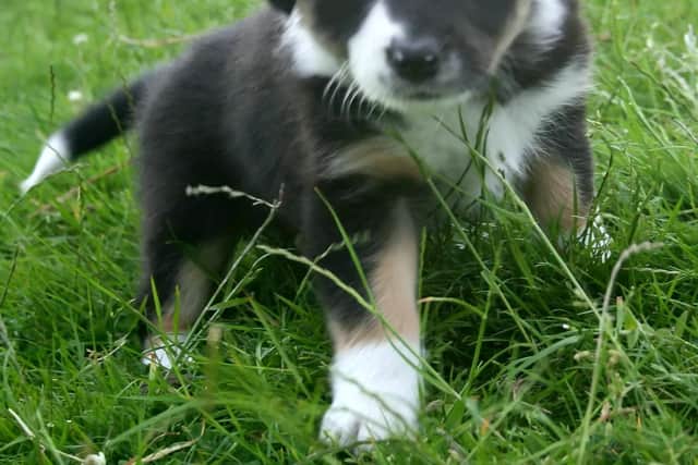 Mountain Rescue Search dog Skye as a puppy