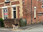 The husky dog pictured on Ince Green Lane