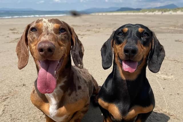 The winner will get to take £4,000 worth of holidays and win a doggy bag full of treats (photo: Canine Cottages)