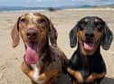 The winner will get to take £4,000 worth of holidays and win a doggy bag full of treats (photo: Canine Cottages)